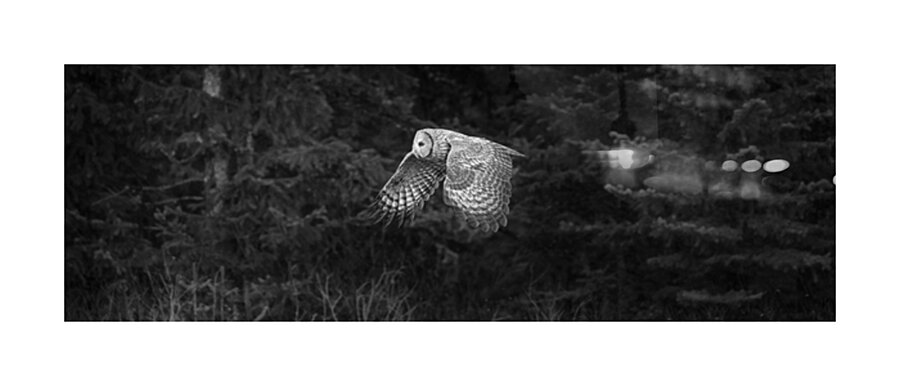 STRIX NEBULOSA  Picture Frame print