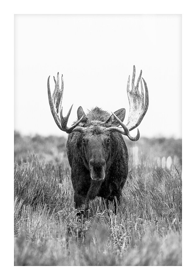 DIGNITY B W  Picture Frame print