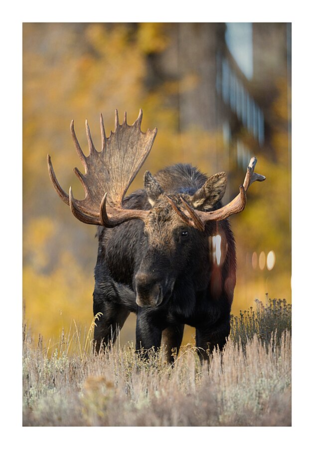 SOVEREIGN Picture Frame print