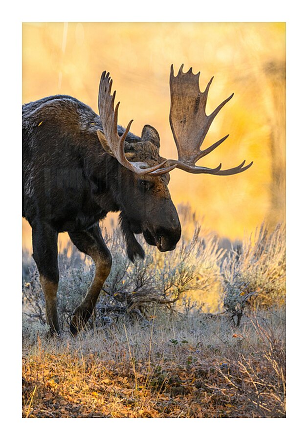 ESKER Picture Frame print