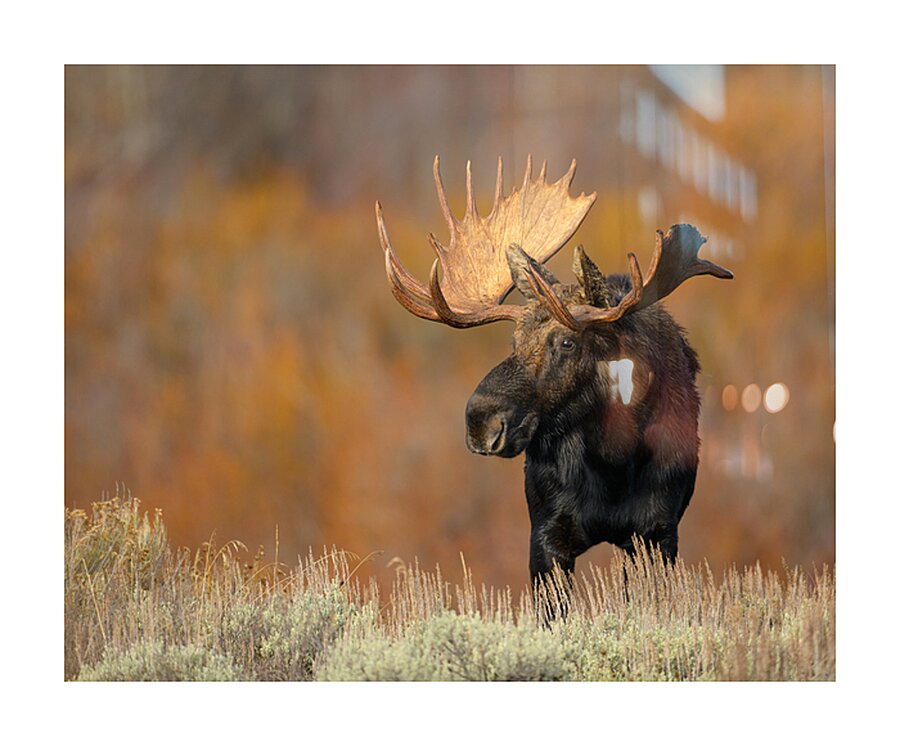 ALCES Picture Frame print