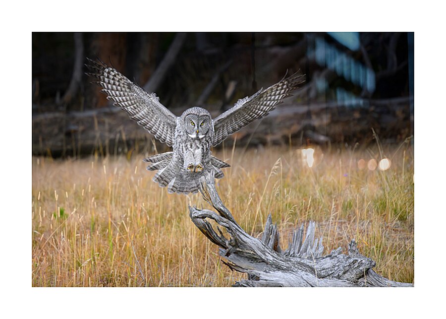MERLINS LANDING Picture Frame print