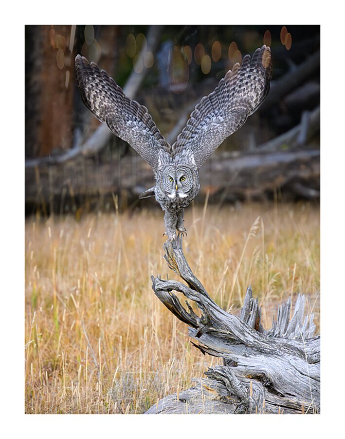 MERLINS ASCENT Picture Frame print