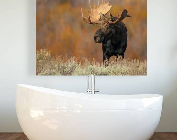 ALCES Reproduction