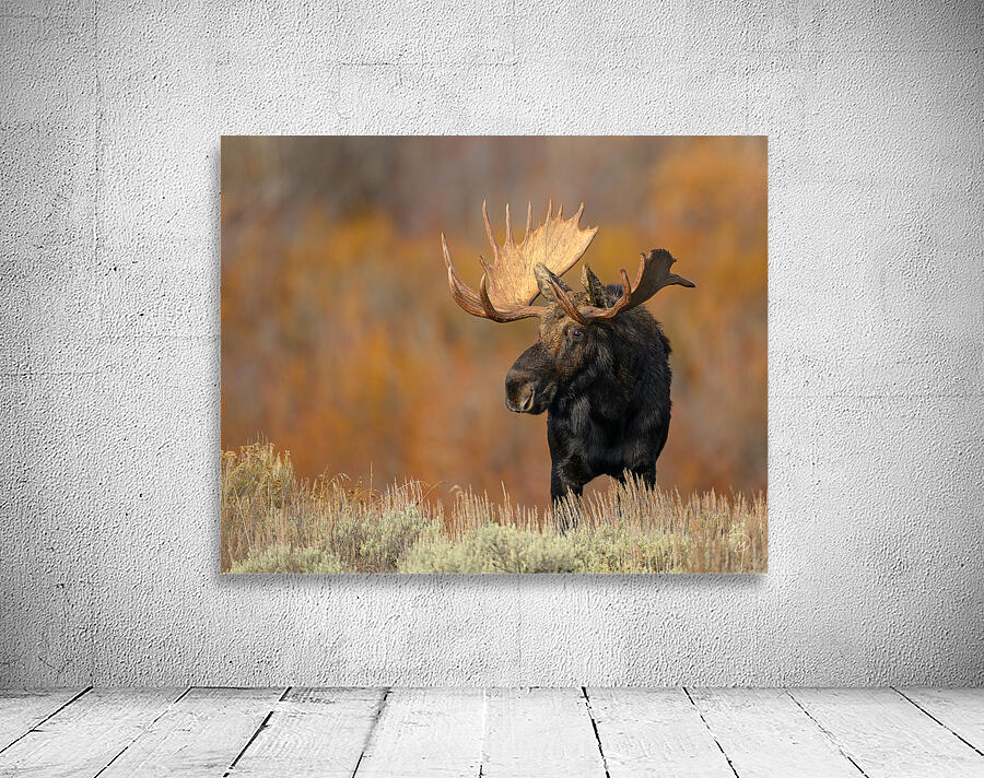 ALCES Wall Preview
