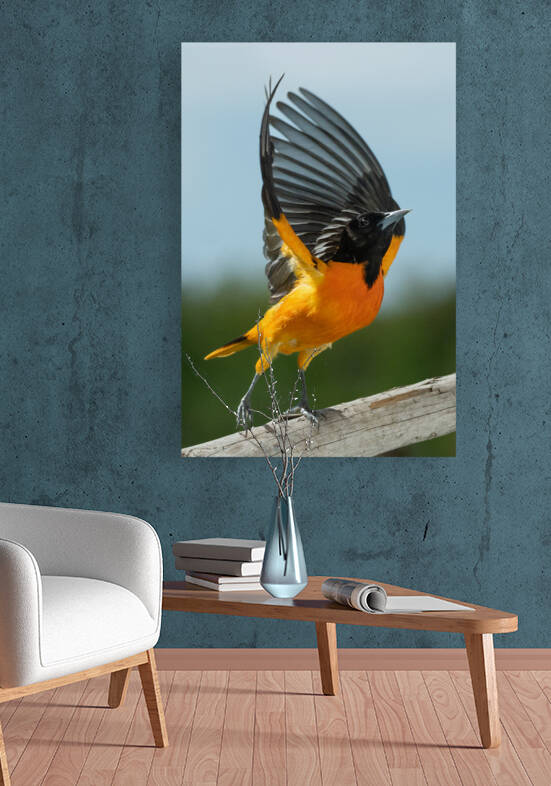 Wings Up Baltimore Oriole by Kirsten Read