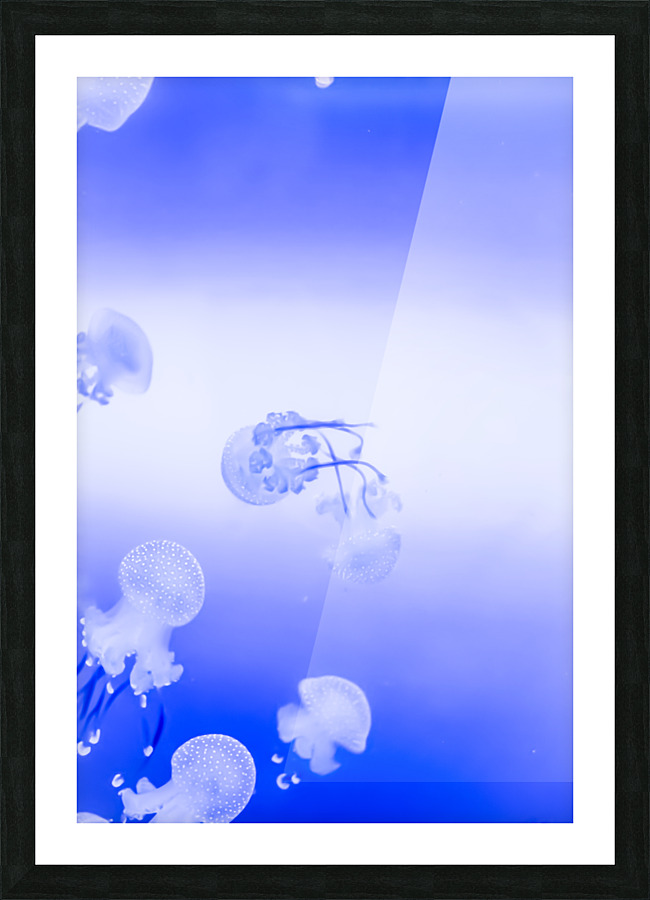 Jellyfish Picture Frame print