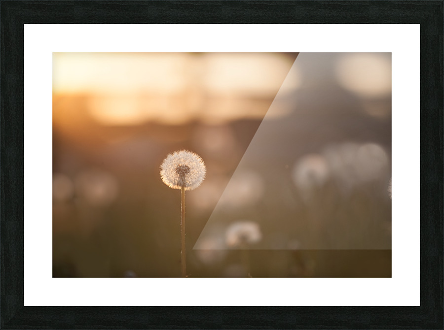 dandelion Picture Frame print