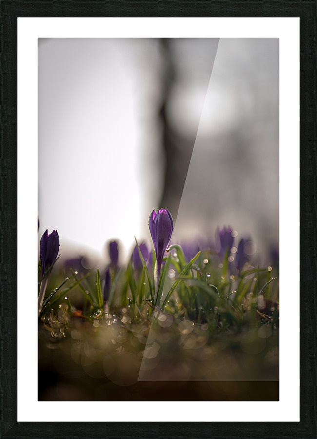 lila Picture Frame print