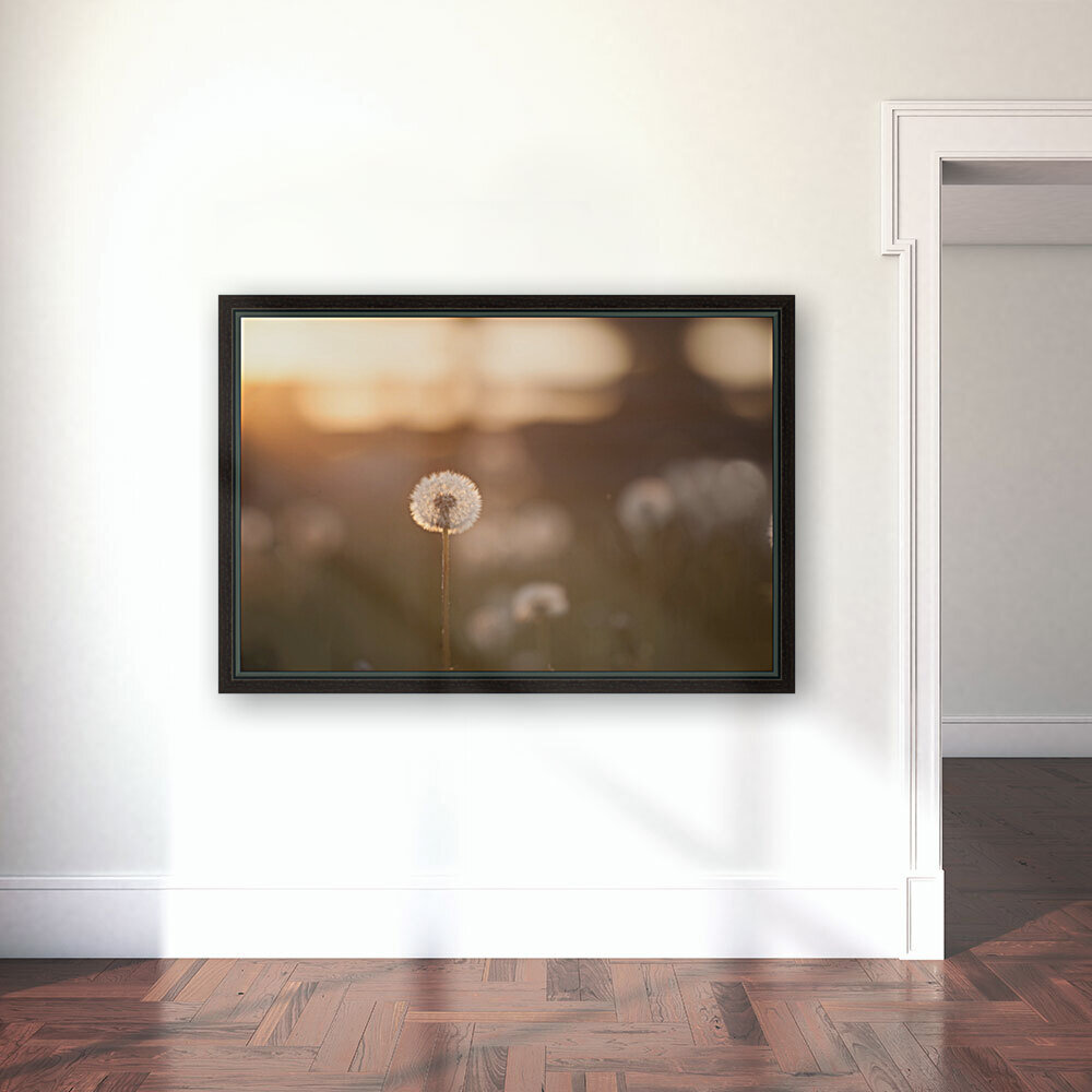 dandelion Reproduction