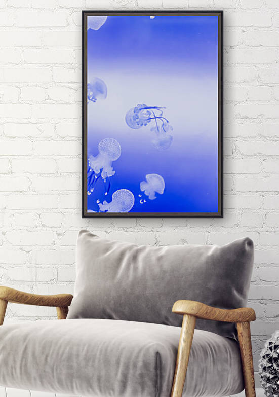 Jellyfish Reproduction