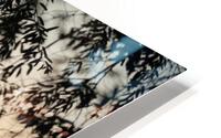 tree siluet HD Metal print