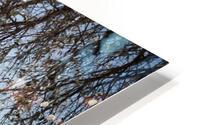 hung in there HD Metal print