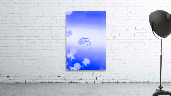 Jellyfish Wall Preview