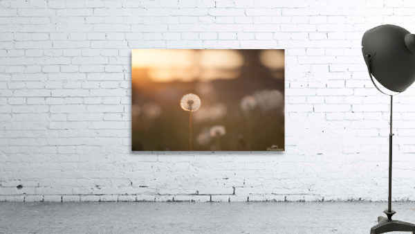 dandelion Wall Preview