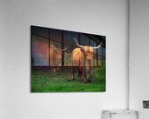 buffle test 1 Acrylic Print