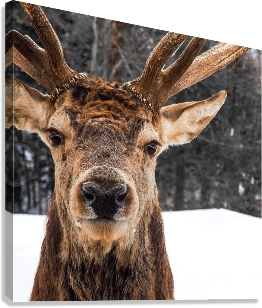 received 510952492863793 Canvas Print
