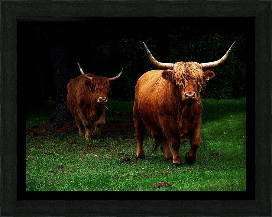 buffle test 1 Picture Frame print