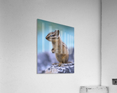Baby chipmunk  Acrylic Print