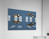 American Avocets Acrylic Print