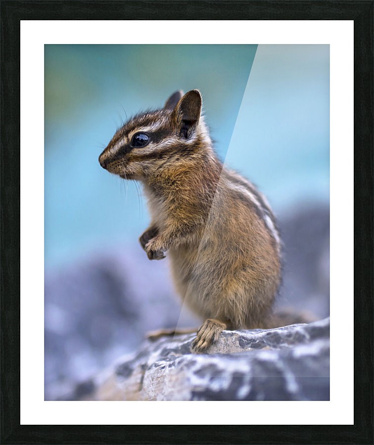 Baby chipmunk  Picture Frame print