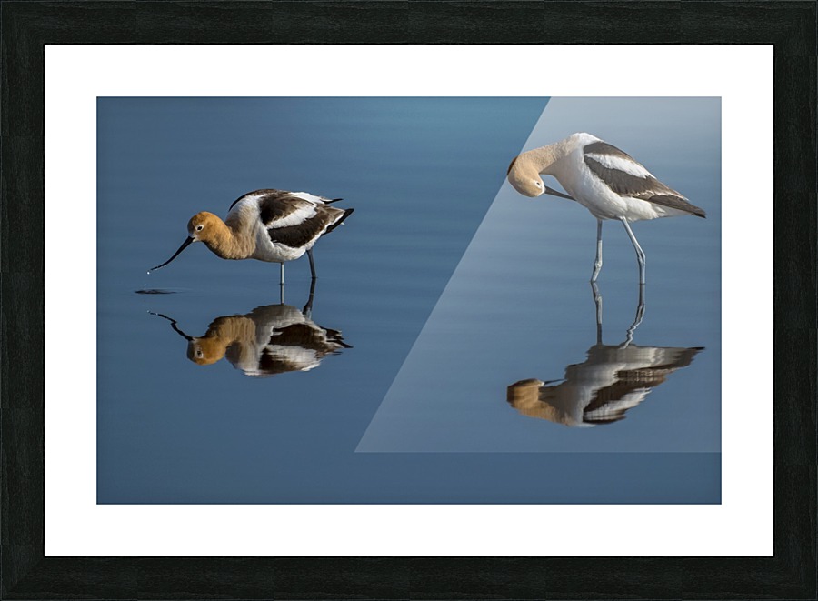 American Avocets Picture Frame print