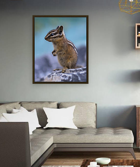 Baby chipmunk  by Robert R  Grove
