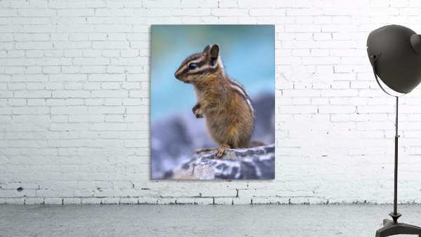 Baby chipmunk  Wall Preview