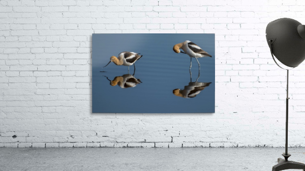 American Avocets Wall Preview