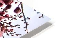 Sakura flowers HD Metal print