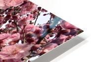 Sakura flowers2 HD Metal print