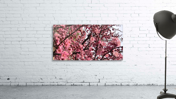 Sakura flowers Wall Preview