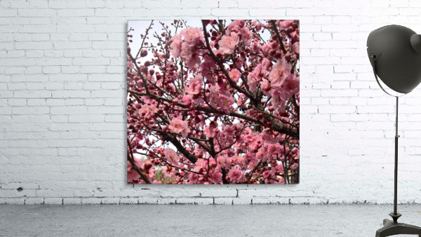 Sakura flowers2 Wall Preview