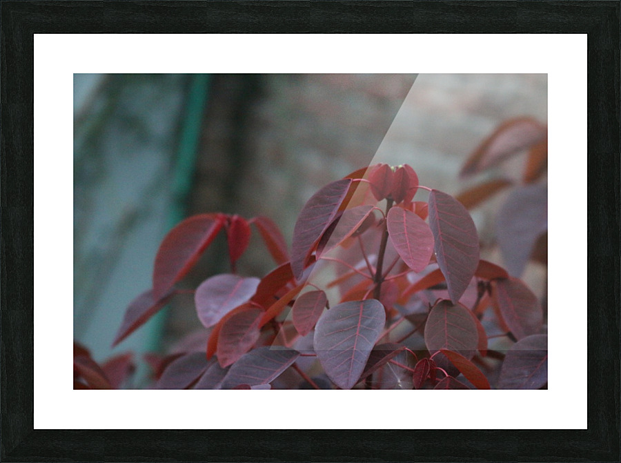 Red Leaves Plant Picture Frame print