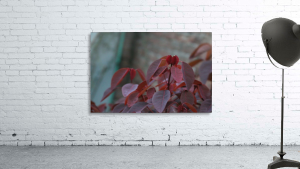 Red Leaves Plant Wall Preview