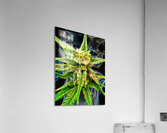 Bud TripleG Acrylic Print