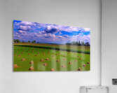 Amish - Shocking Oats Acrylic Print