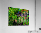 Saturated Succulents Acrylic Print