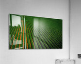 Close Bean Field2 Acrylic Print