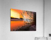 Trumpeter Dawn Acrylic Print