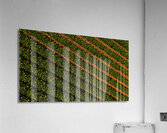 Bean Field Acrylic Print