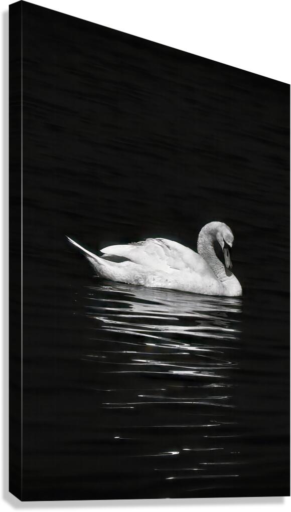 Trumpeter Serenity Canvas Print
