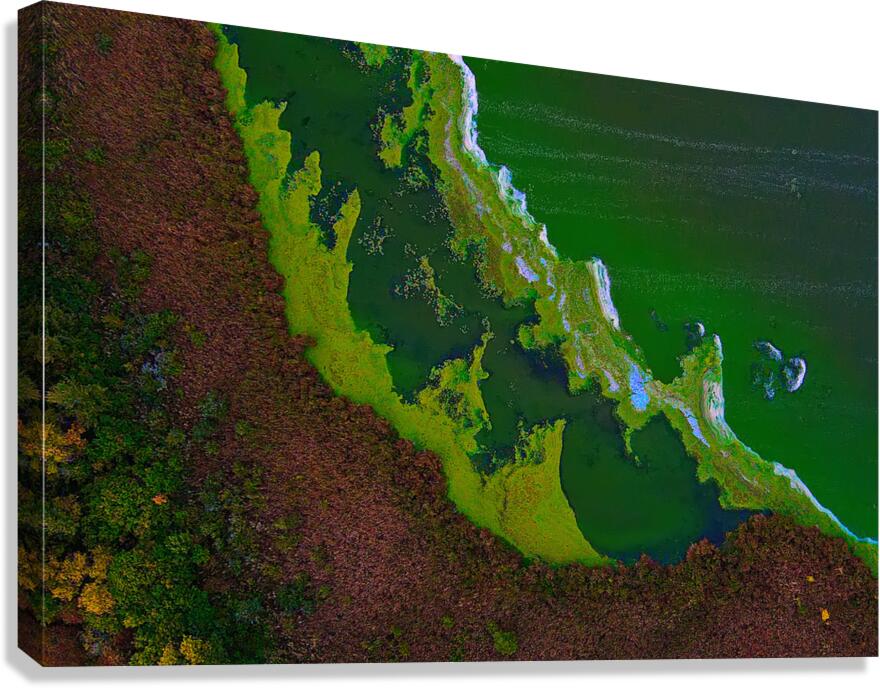 Top Down - Peltier Lake Algae Paint