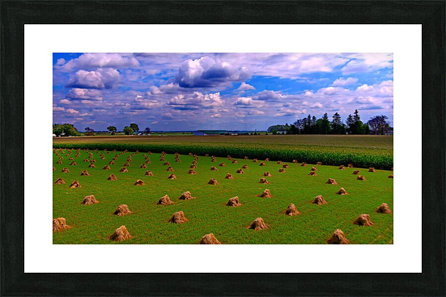 Amish Shocking Oats Picture Frame print