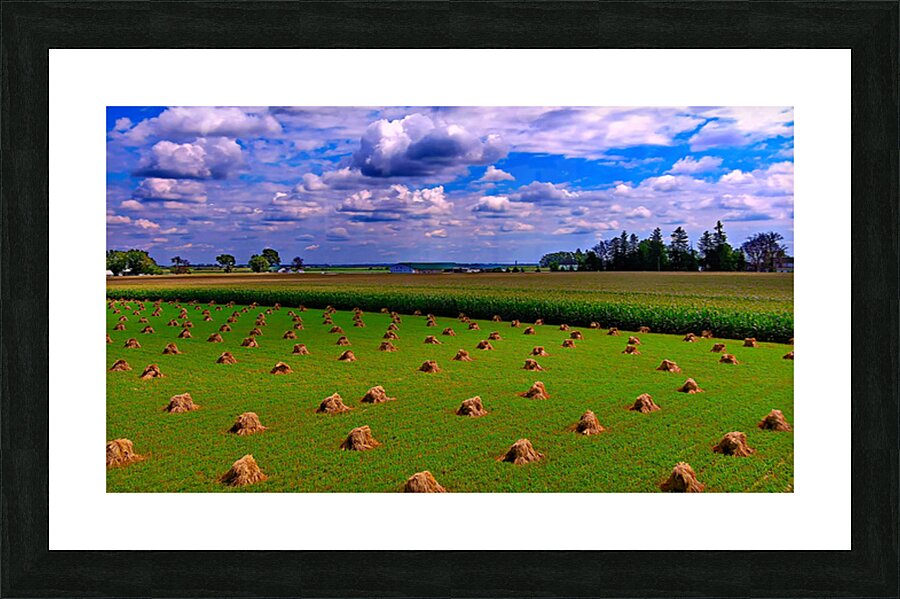 Amish - Shocking Oats Picture Frame print
