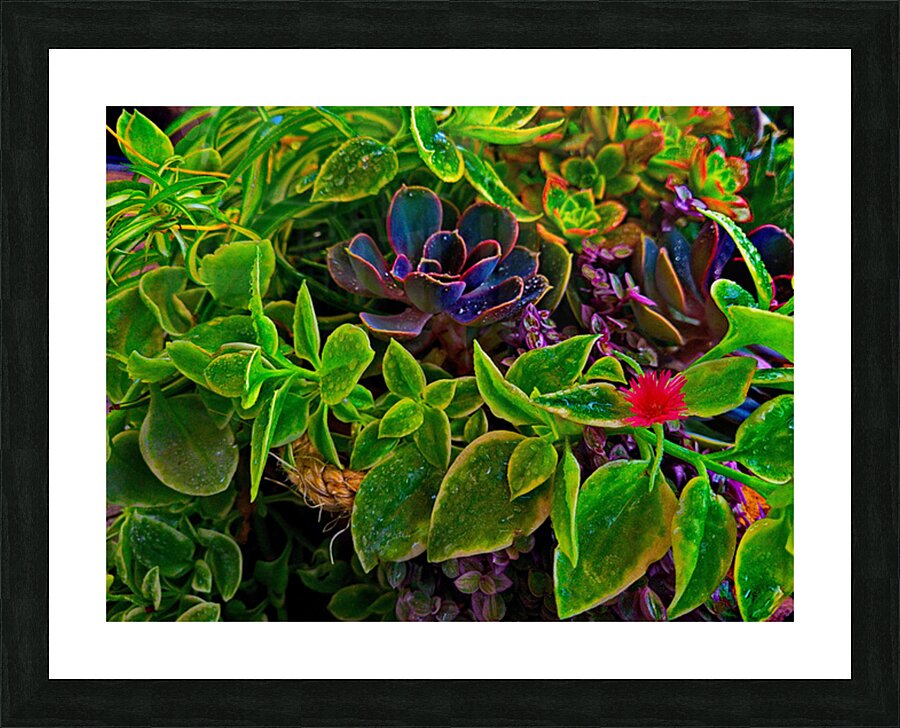 Saturated Succulents Picture Frame print