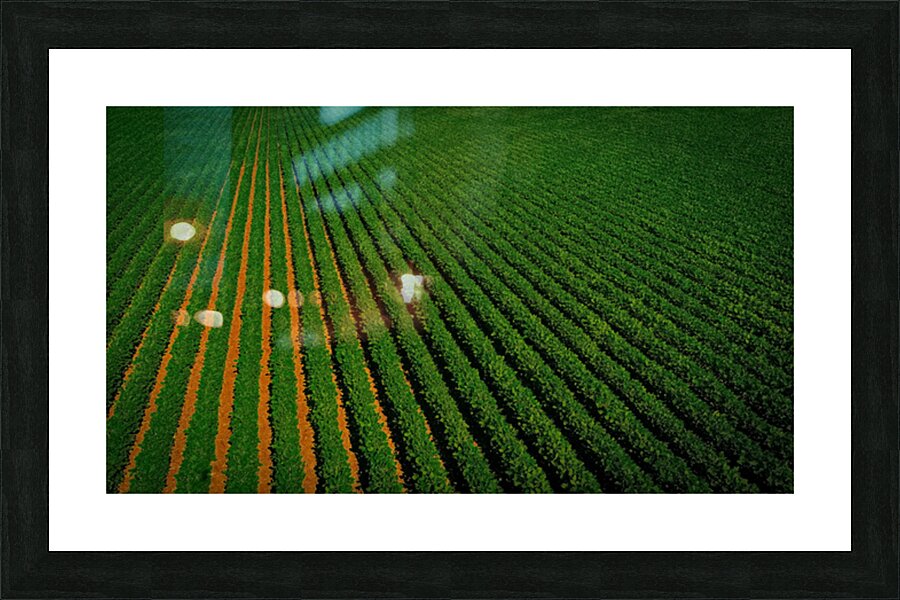 Close Bean Field2 Picture Frame print