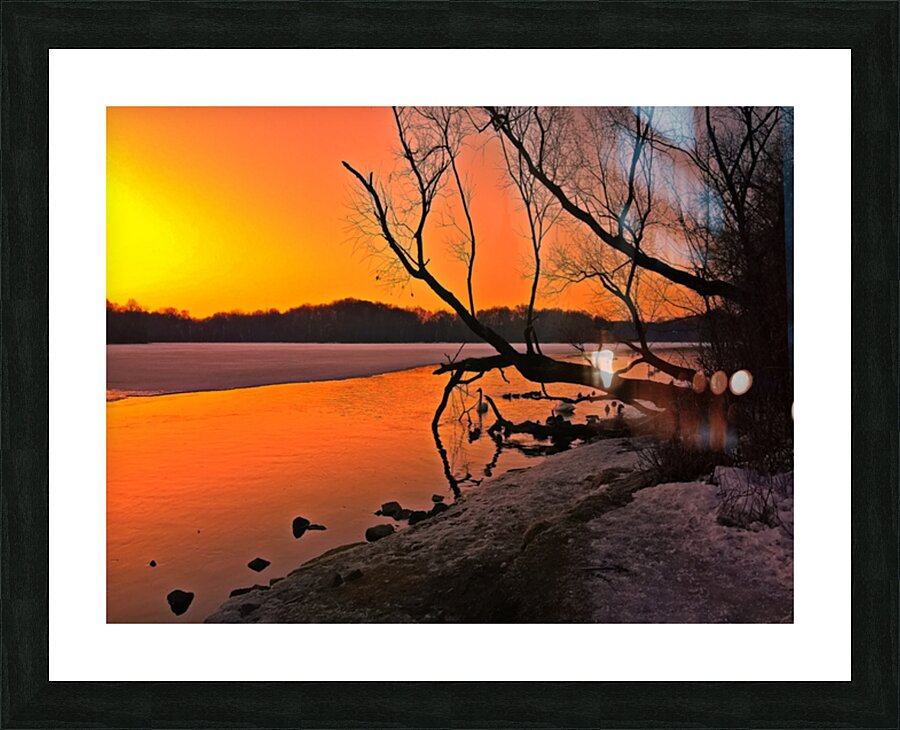 Trumpeter Dawn Picture Frame print