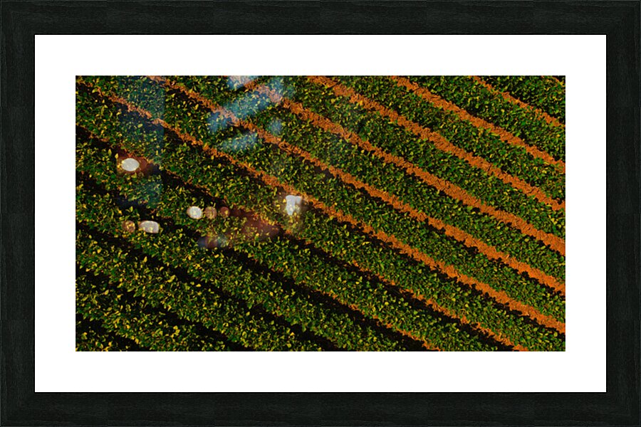 Bean Field Picture Frame print