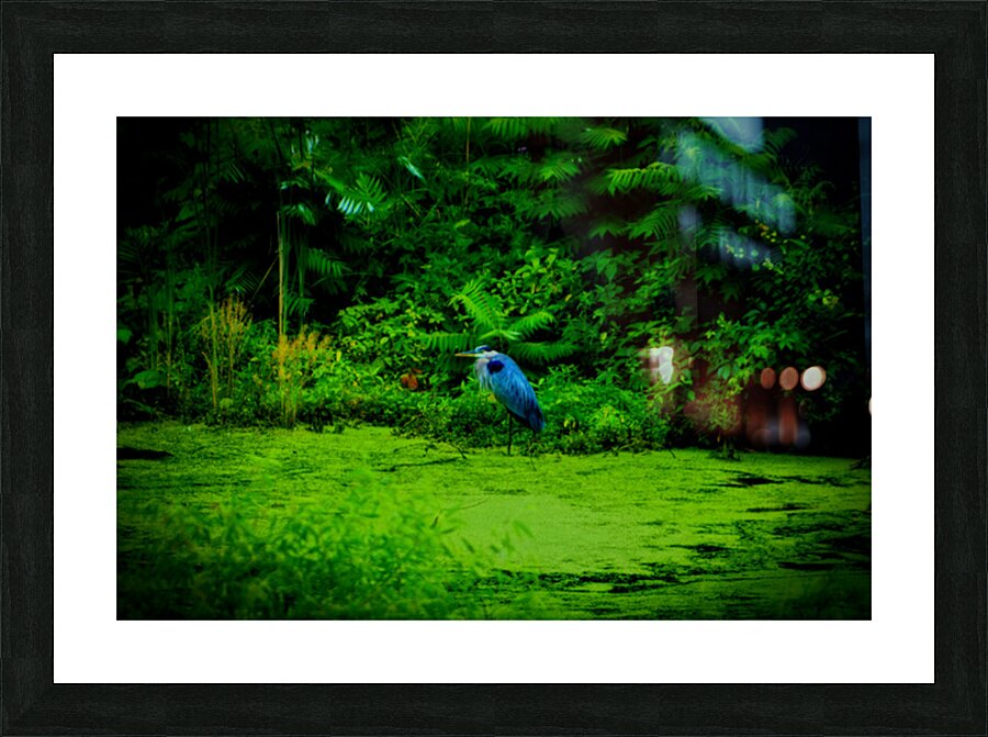 Blue Heron Picture Frame print